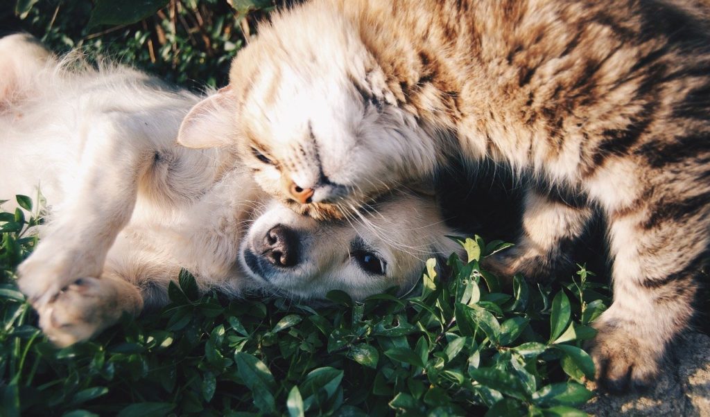 friends, cat and dog, pets